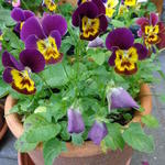 Viola cornuta 'Bambini' - 