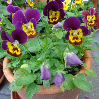Viola cornuta 'Bambini'