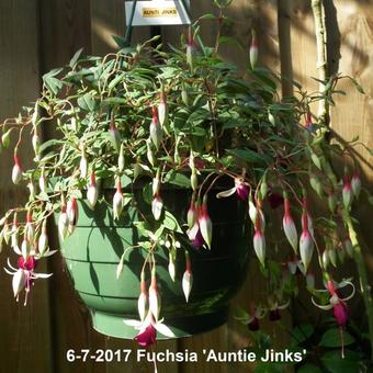 Fuchsia 'Auntie Jinks'