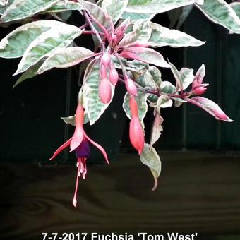 Fuchsia 'Tom West'