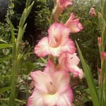 Gladiolus 'Priscilla' - 