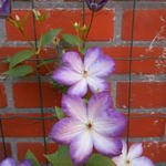 Clematis 'Pernille' - 