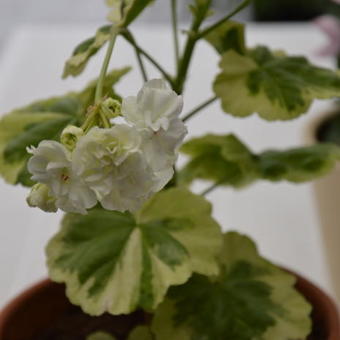 Pelargonium 'Ivory Snow'