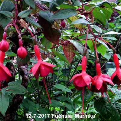 Fuchsia 'Marinka' - 