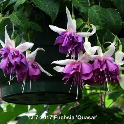 Fuchsia 'Quasar' - 