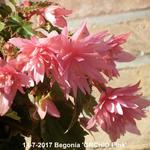 Begonia 'ORCHID Pink' - Begonia 'ORCHID Pink' - 