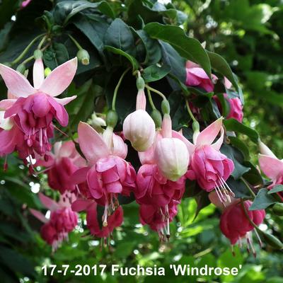 Fuchsia 'Windrose' - 