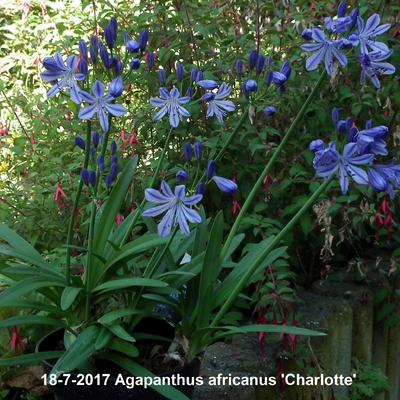 Agapanthus africanus ‘Charlotte’ - Agapanthus africanus ‘Charlotte’