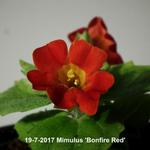 Mimulus 'Bonfire Red' - Mimulus 'Bonfire Red'
