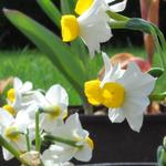 Narcissus canaliculatus - Echte Tazette