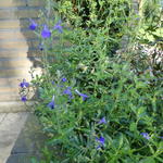 Salvia greggii 'Blue Note' - Salvia greggii 'Blue Note'