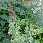 Salvia greggii 'Desert Blaze' - 