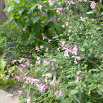 Salvia greggii `Stormy Pink' - 
