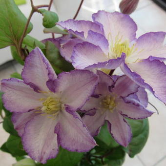 Clematis 'Lucky Charm'