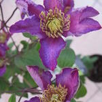 Clematis 'Exciting' - 