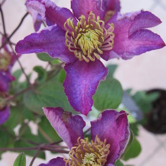 Clematis 'Exciting'