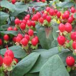 Hypericum 'MIRACLE Attraction' - 