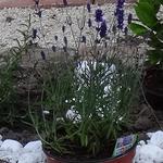 Lavandula officinalis - Lavandula officinalis - Echter Lavendel