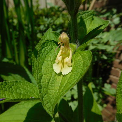 Salvia flava var. megalantha - 