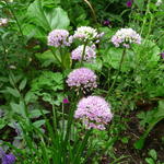 Allium senescens subsp. montanum 'Summer Beauty' - Allium senescens subsp. montanum 'Summer Beauty'
