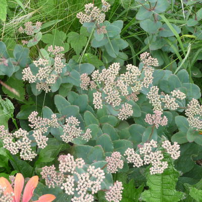 Sedum telephium subsp. ruprechtii - 