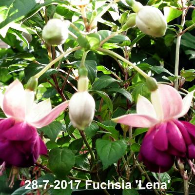 Fuchsia 'Lena' - 
