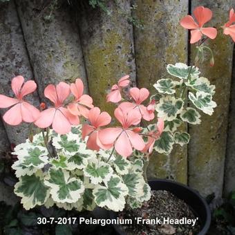 Pelargonium 'Frank Headley'