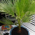 Washingtonia robusta  - Washingtonia robusta  - palmier du Mexique