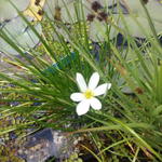 Zephyranthes candida - Weisse Windblume
