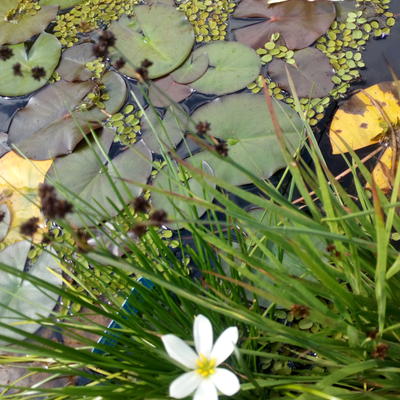 Weisse Windblume - Zephyranthes candida