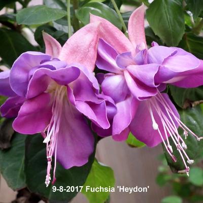 Fuchsia 'Heydon' - 