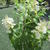 Hydrangea paniculata 'Tardiva'