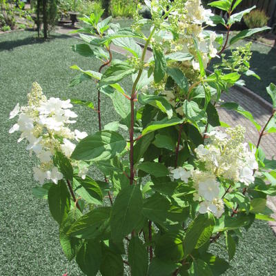 Hydrangea paniculata 'Tardiva' - Hydrangea paniculata 'Tardiva'