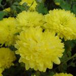Chrysanthemum indicum 'Citronella' - Chrysanthemum indicum 'Citronella'
