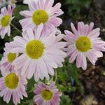 Chrysanthemum koreanum  'Hebe' - 