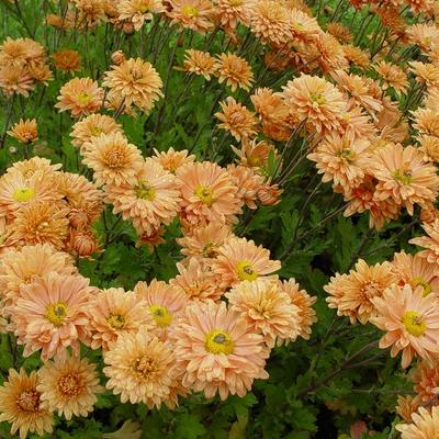 Schuppenköpfe - Chrysanthemum indicum 'Kleiner Bernstein'