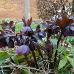 Helleborus orientalis 'Black' - Helleborus orientalis 'Black'