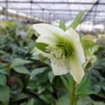 Helleborus orientalis 'PRETTY ELLEN White' - 