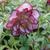 Helleborus orientalis 'DOUBLE ELLEN Picotee'