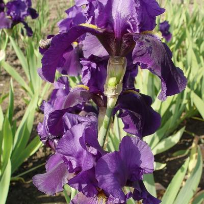 Iris germanica 'Allegiance' - 