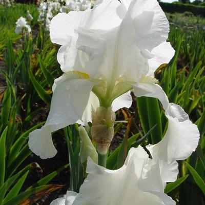 Iris germanica 'Bianca' - 