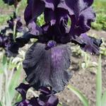 Iris germanica 'Dusky Dancer' - 