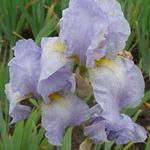 Iris germanica 'Galilee' - 