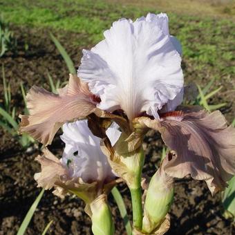 Iris germanica 'Imprimis'