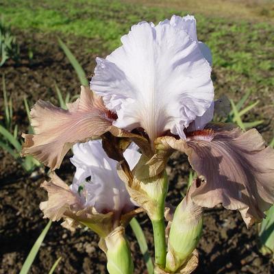 Iris germanica 'Imprimis' - 
