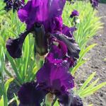 Iris germanica 'Licorice Stick' - 