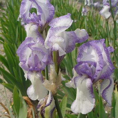 Iris germanica 'Mme Chereau' - 