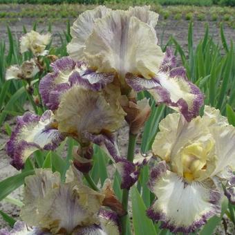 Iris germanica 'Ominous Stranger'