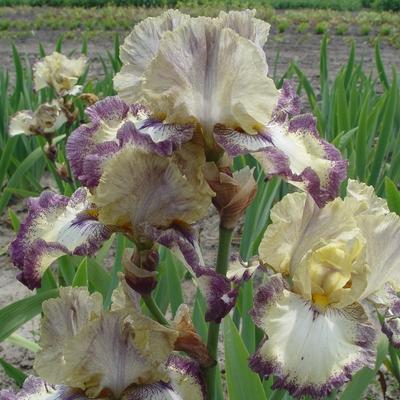 Iris germanica 'Ominous Stranger' - 