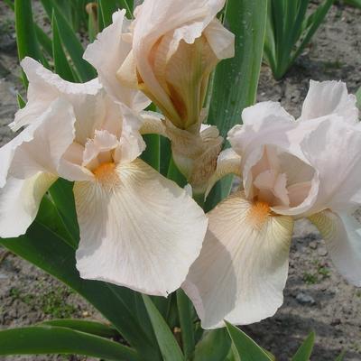 Iris germanica 'Pink Cameo' - 